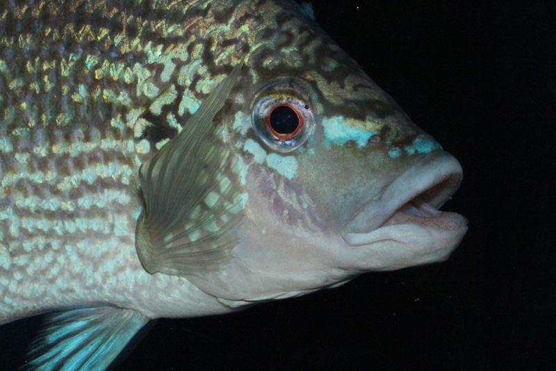 Oreochromis tanganicae
